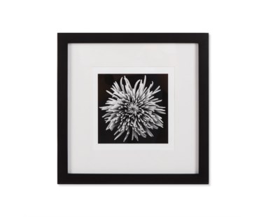 Black Blossom - D